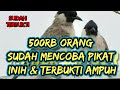 SUARA PIKAT BURUNG KUTILANG GACOR DURASI PANJANG part II