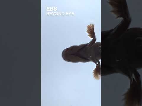 가슴지느러미로 몸을 지탱해 기어다니는 물고기, <strong>망둥어</strong> #shorts | 사이언스
