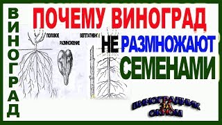 видео: 🍇 Почему виноград не размножают семенами. Отличие сеянца от саженца. Школа виноградаря 2019 Часть 11 картинка: 🍇 Почему виноград не размножают семенами. Отличие сеянца от саженца. Школа виноградаря 2019 Часть 11