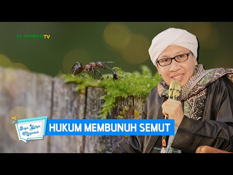 Video: Perlukah saya membunuh ulat pelanduk tussock?