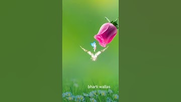 beautiful amazing nature flowers video #sorts #viralvideo #ytshorts #trending #4kstatus