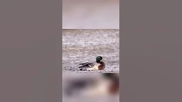 الصقر الجارح لا يعرف الجوع 
