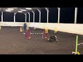 Week 156 80x60 Speedstakes 1, 20" Mighty D23377, Stephanie Dubick. H2491 Crystal Creek Agility Arena