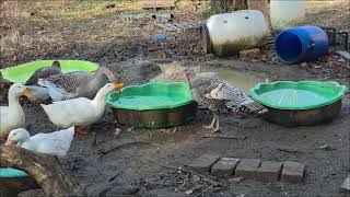 Short behind the scenes of taking care of my ducks!