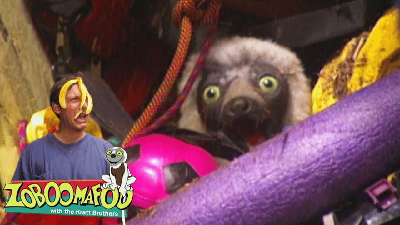 Bagunçado e Limpo | Zoboomafoo Português - WildBrain | Episódios Completos para Crianças
