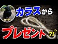 【vlog】 カー子がプレゼントを持ってきた...? #カラス #crow #かわいい