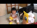 追って追われて shiba inu