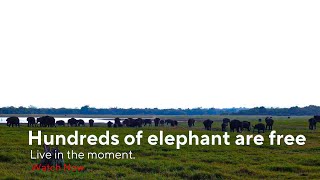 South Asia's largest elephant herd in kaudulla national park Elephant soul