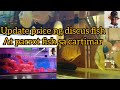 Update ng parrot fish at discus fish sa cartimar