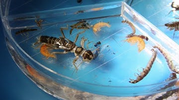 Water beasties: Pollution Super Sleuths activity at EISF trailer