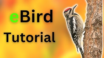 Unlock the Full Potential of eBird (Complete Beginner Tutorial)