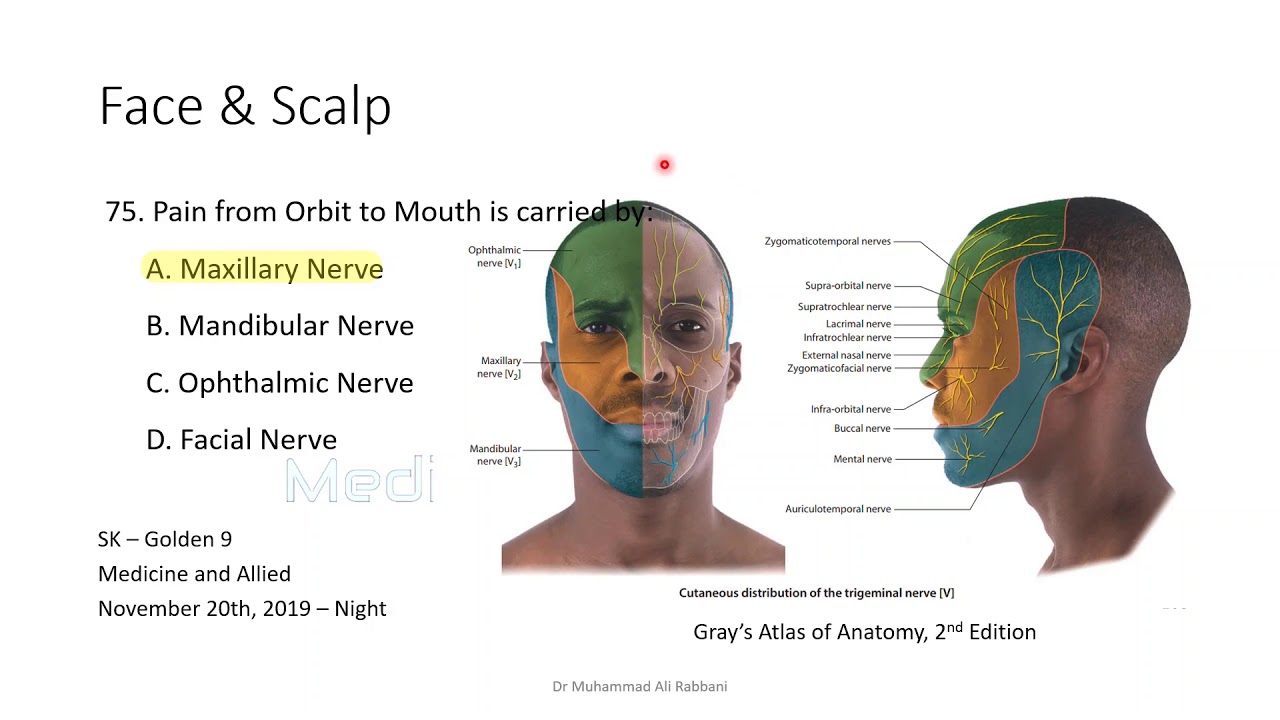 Head & Neck  - Anatomy Questions FCPS I Medicine & Allied