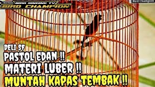 Edan materi tajam !! Murai batu PASTOL KOPRAL roll nembak isian kapas tembak !! deli sf screenshot 5