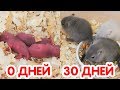 Песчанки от 0 до 30 дней за 4 минуты