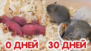 видео: Песчанки от 0 до 30 дней за 4 минуты картинка: Песчанки от 0 до 30 дней за 4 минуты