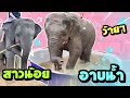 บัวเเกล้งเจียว❗️แก้วตาเล่นนำ้❗️เดินกลับบ้าน elephant