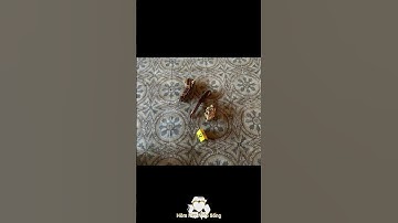 Bắt người đàn ông đập phá bảo vật quốc gia - ngai vàng triều Nguyễn