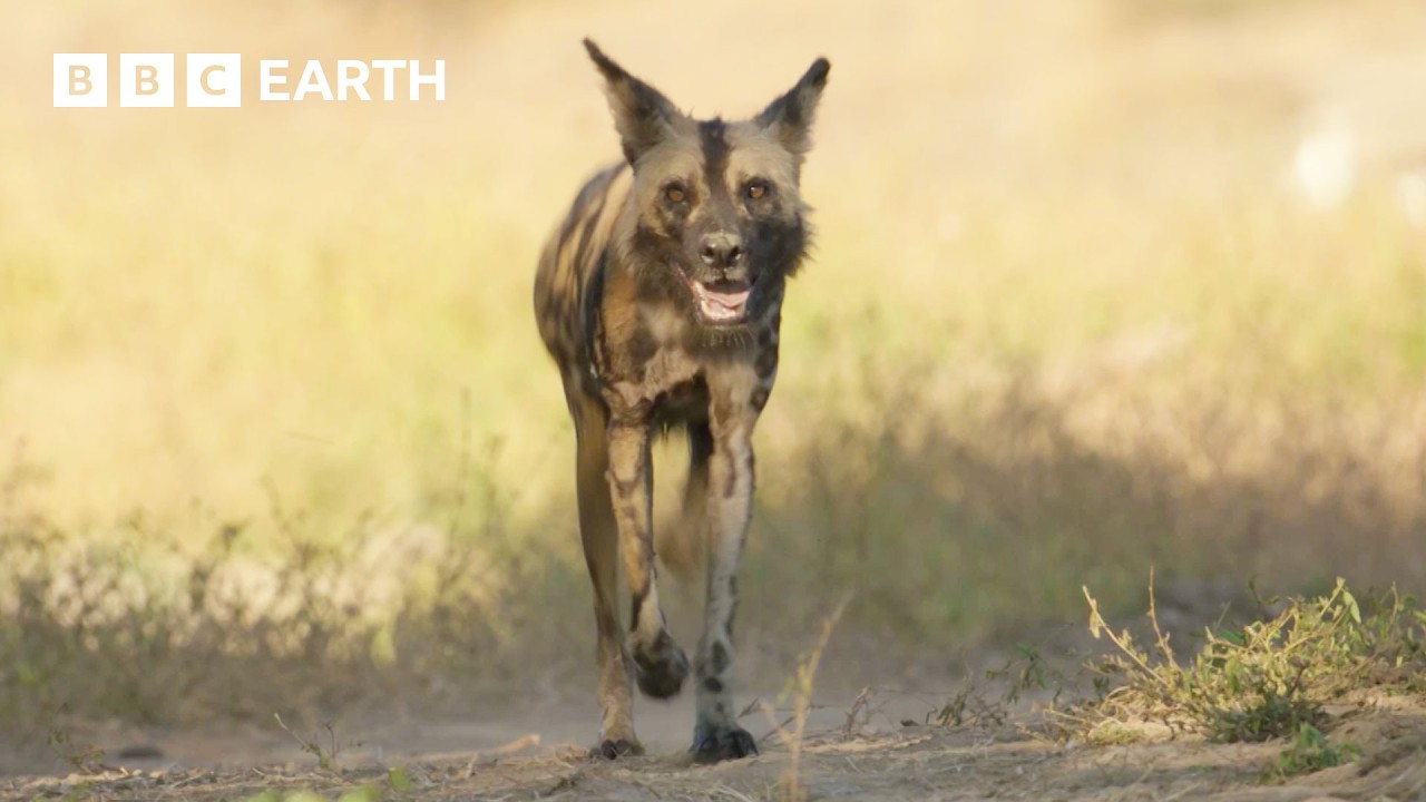 Meet Flint: The Three-Legged Wild Dog | Kingdom