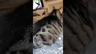 25. Oktober 2025schmuse Maus meine schöne Katze 🤗😻😴