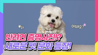 우리 댕댕이만을 위한 새로운 펫 문화?반려동물을 위한 …