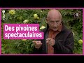 Des pivoines spectaculaires  les tutos jardins et loisirs de francis 3