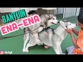 CARA MENGAWINKAN ANJING-PACAK MISCHA ALASKAN MALAMUTE