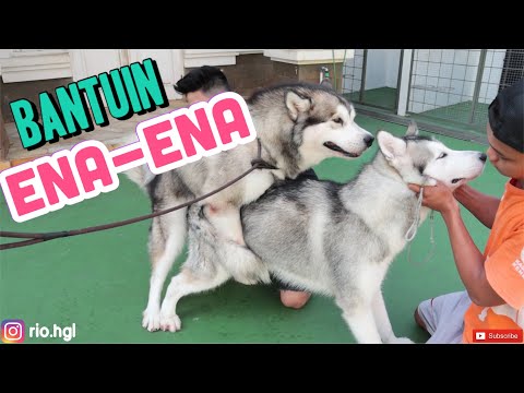 Video: Cara Membiak Anjing Indo