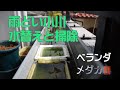 ベランダ メダカ~⑩雨どい小川 水替えと掃除