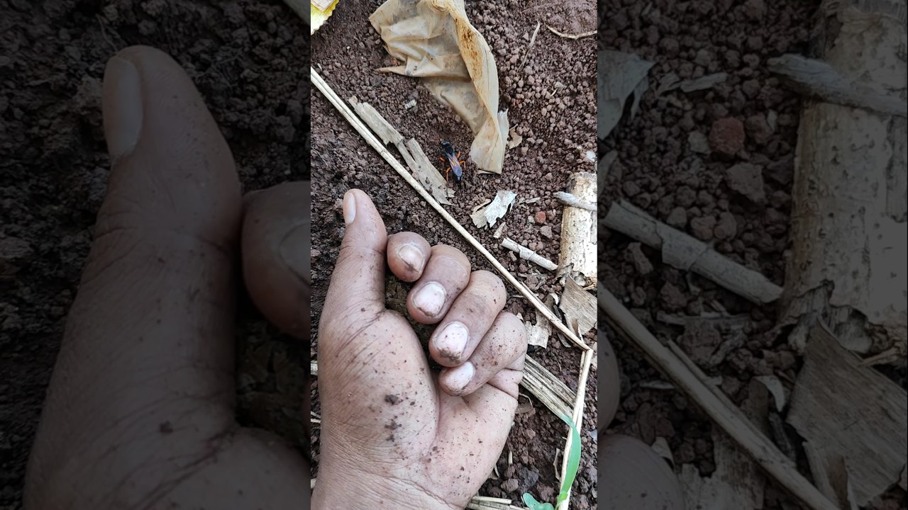 толстая лягушка милое животное 