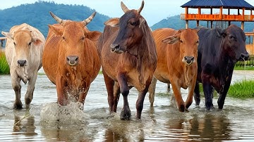 Kerumunan sapi kampung yang sedang berjalan di kubangan air Di ladang, Suara sapi Moo, Sapi lucu
