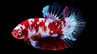 What makes the Thai Betta one of the most popular ornamental fish in the world?