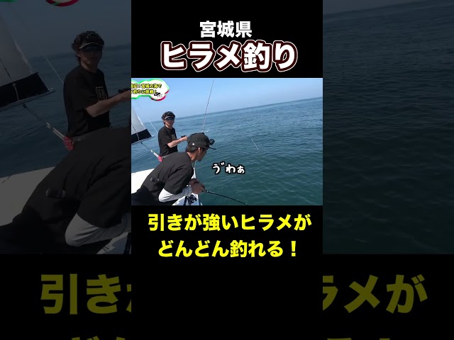 東北の海で釣れる魚は引きが強い?! #shorts #釣りよかでしょう #釣りよか #釣り #fishing #ヒラメ釣り