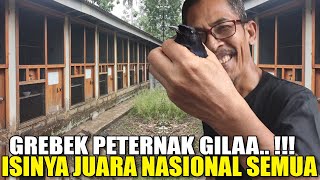 EDANN..!! PETERNAK GILA !!! ISINYA MURAI BATU JUARA NASIONAL SEMUA, KHARISMA BIRDFARM PANGANDARAN