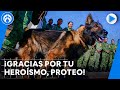 Muere Proteo, perrito rescatista mexicano, que ayudaba en Turquía; Sedena lamenta su partida