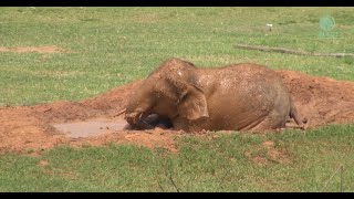 Remember Gluay Hom? Elephant From Circus And His 4 Years Living In Sanctuary - ElephantNews