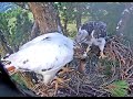 Angel brings breakfast! Window To Wildlife. 04 June 2023