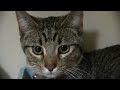 Jr.- PHS Pet of the Week