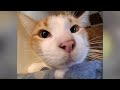 Jr.- PHS Pet of the Week