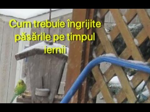 Video: Cum Să Hrăniți Păsările în Timpul Iernii