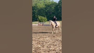 Trotting over ground poles