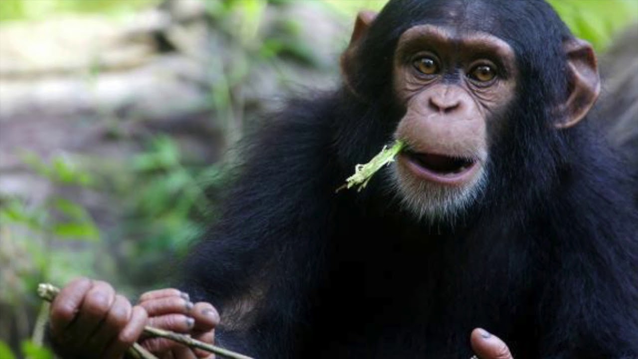 Kostenlos Mp3 Klingeltöne