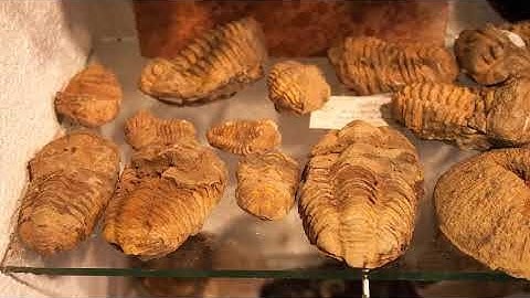 Interpreting the Fossil Record