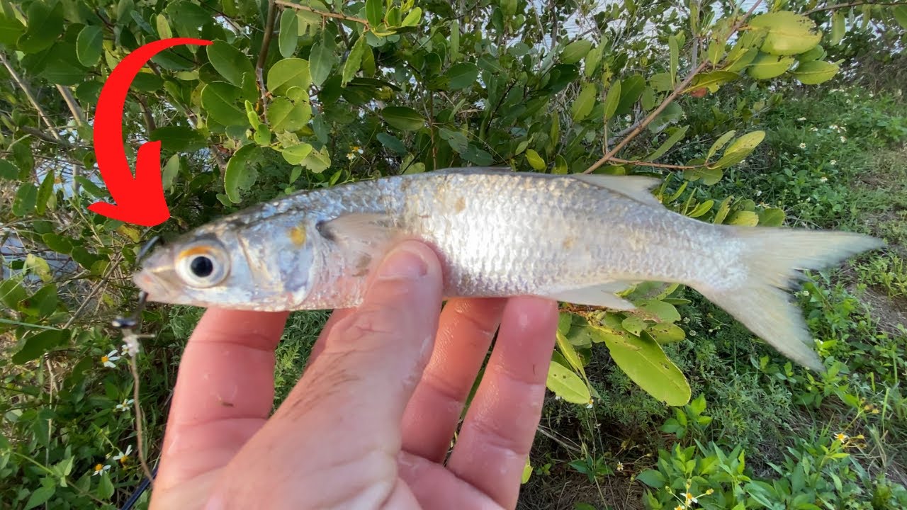 Tarpon and Snook Fishing