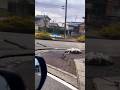 7.6 magnitude Japan earthquake [ishikawa moving ground] #japanearthquake #newyear2024 #shorts
