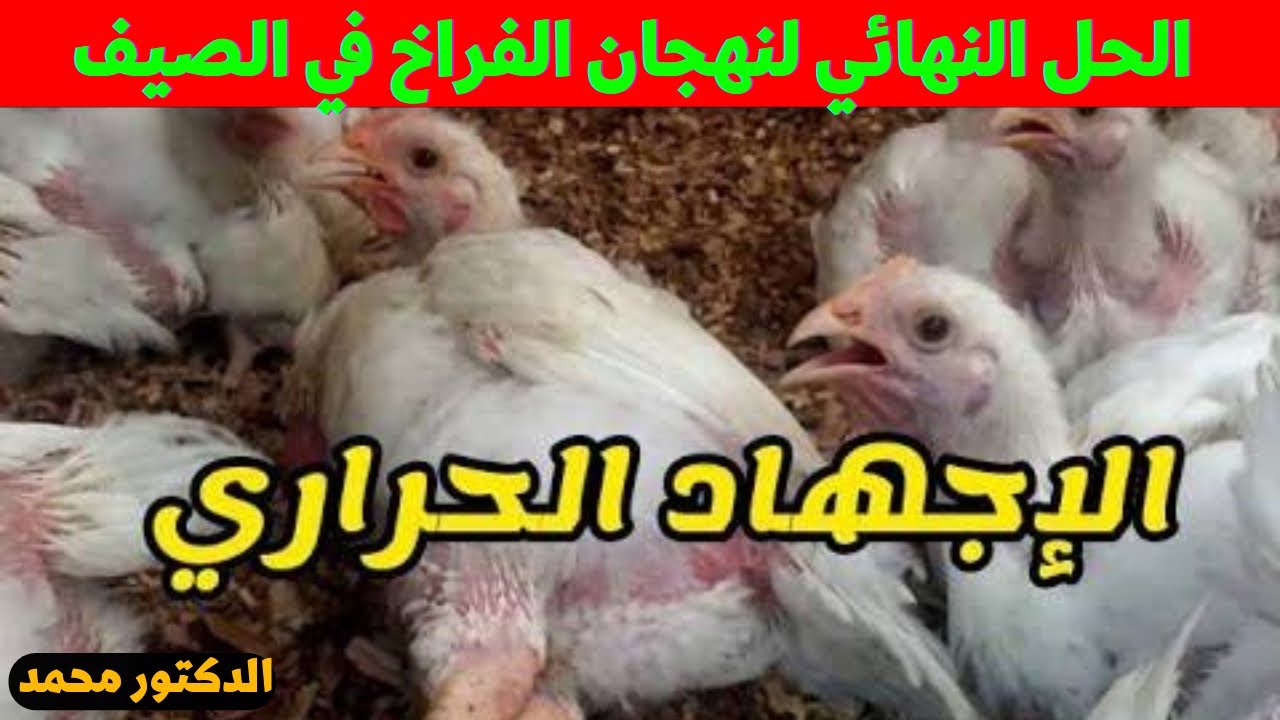 الحل النهائي والاخير لحر الصيف عند الفراخ والاحتباس الحراري اقوي طريقه للوقايه منه مع دكتور