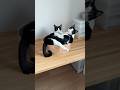 寝起きだけどごはんな猫たち #猫 #cat #かわいい