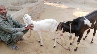 Cute Goat Meat Bakra 1St Time Very Funny