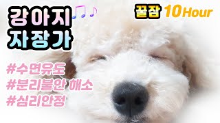 🎵 Puppy Honey Sleeping Lullaby Music 🌙 10 hours/ separate anxiety, psychological stability