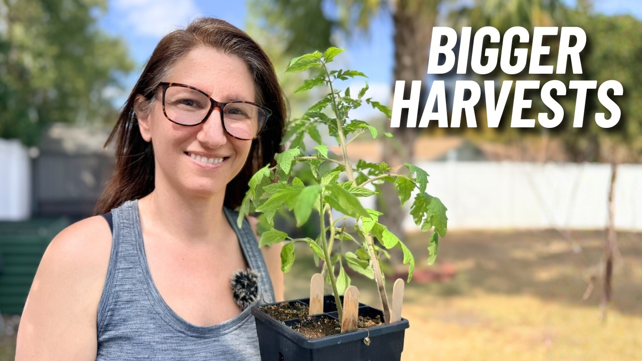 My Top 5 Tomato Tips From 10 Years Experience