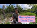 Watch before you plant HONEYBERRIES! (6 variety taste test)